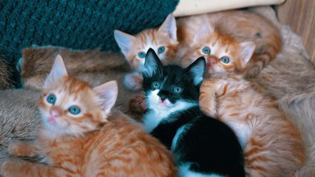 mixkit-little-cats-lying-on-an-armchair-32471-medium