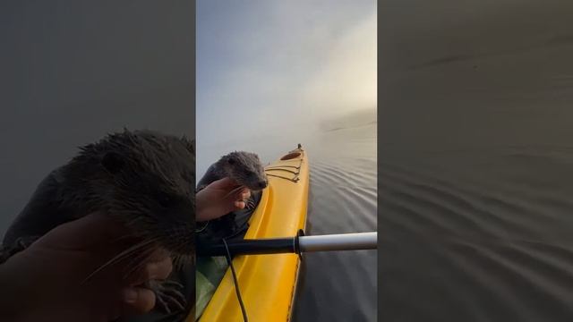 Доброе видео. Люблю такие видео. Где человек показывает что он настоящий человек! Этот мужчина спас