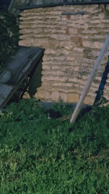 Дикие котятки 2
