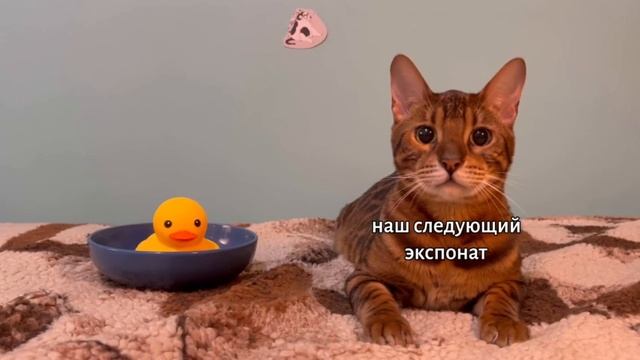 кошки мышки встреча перезалив