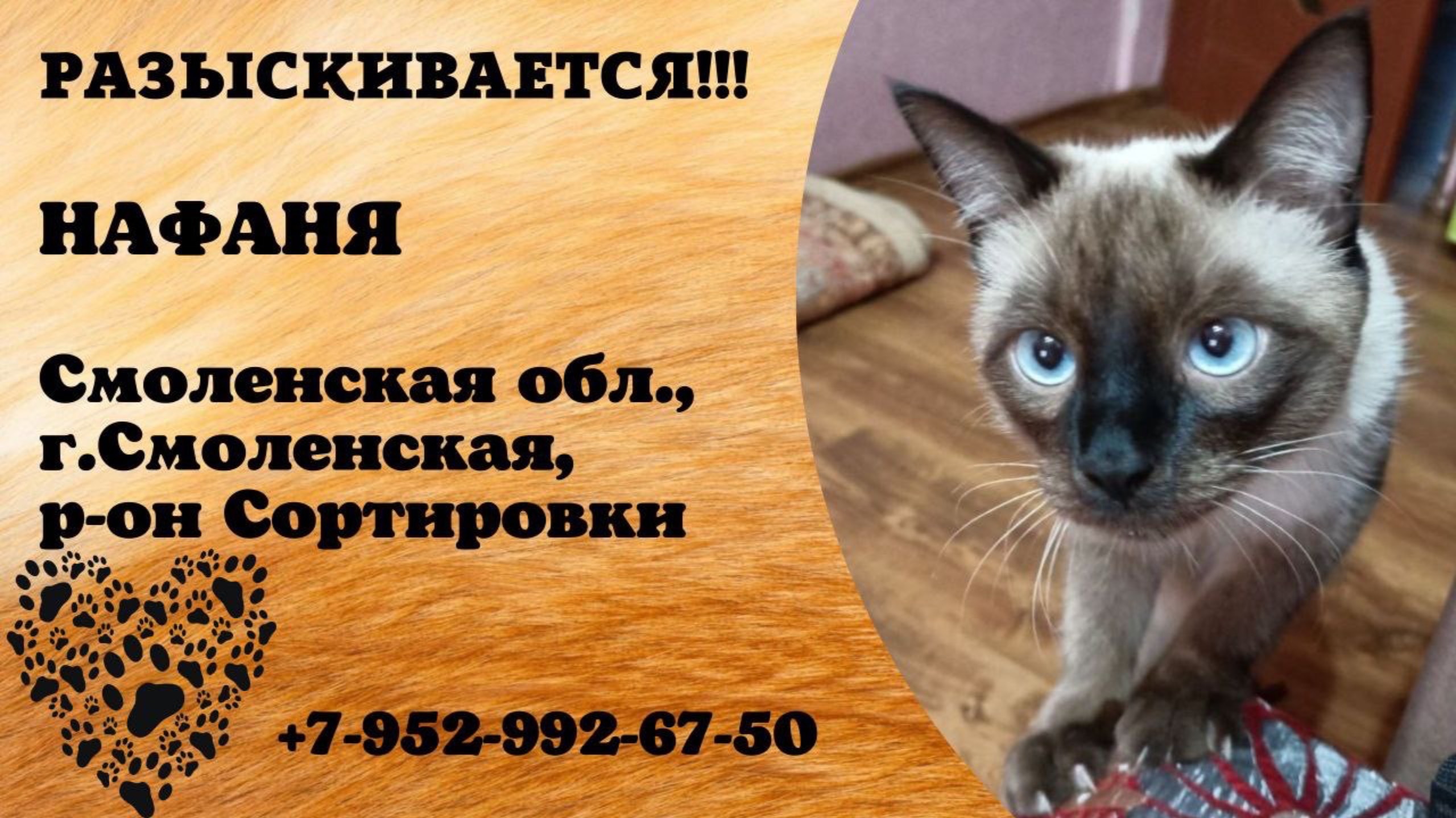 Пропал кот! НАФАНЯ. Смоленская обл., г.Смоленск.