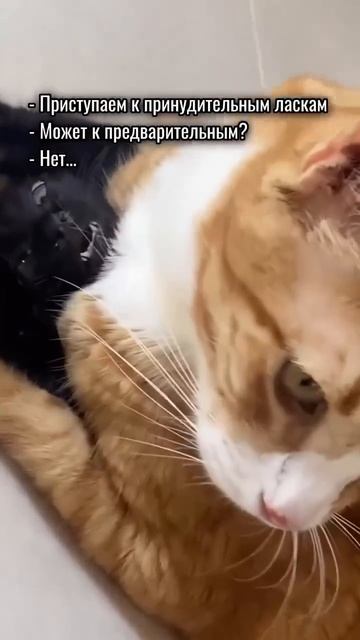 Принудительные ласки🤣