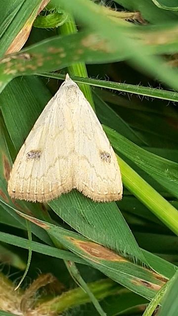 Совка малорослая, или совка ручейковая (Rivula sericealis)