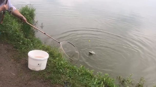 ещё один карп в подсаке