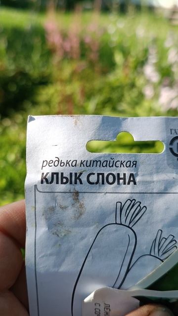 сею редьку