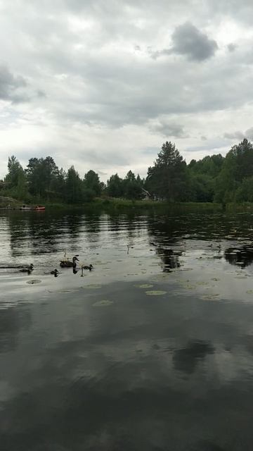 Участок у озера Онега с Янишполе, Карелия.