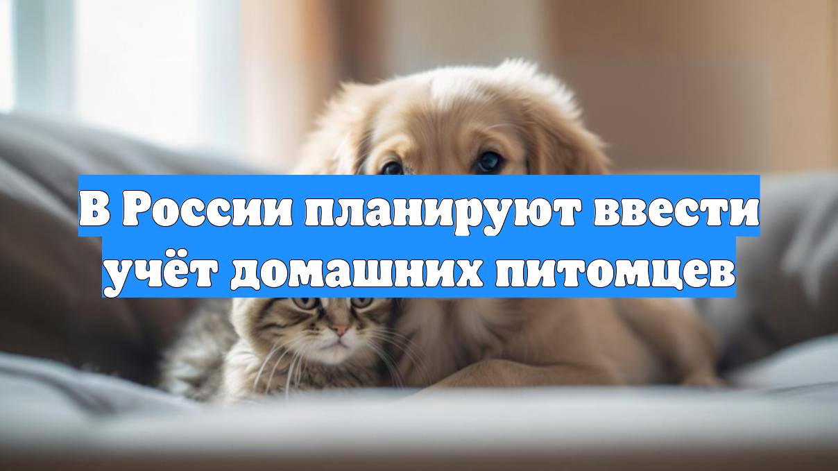 В России планируют ввести учёт домашних питомцев