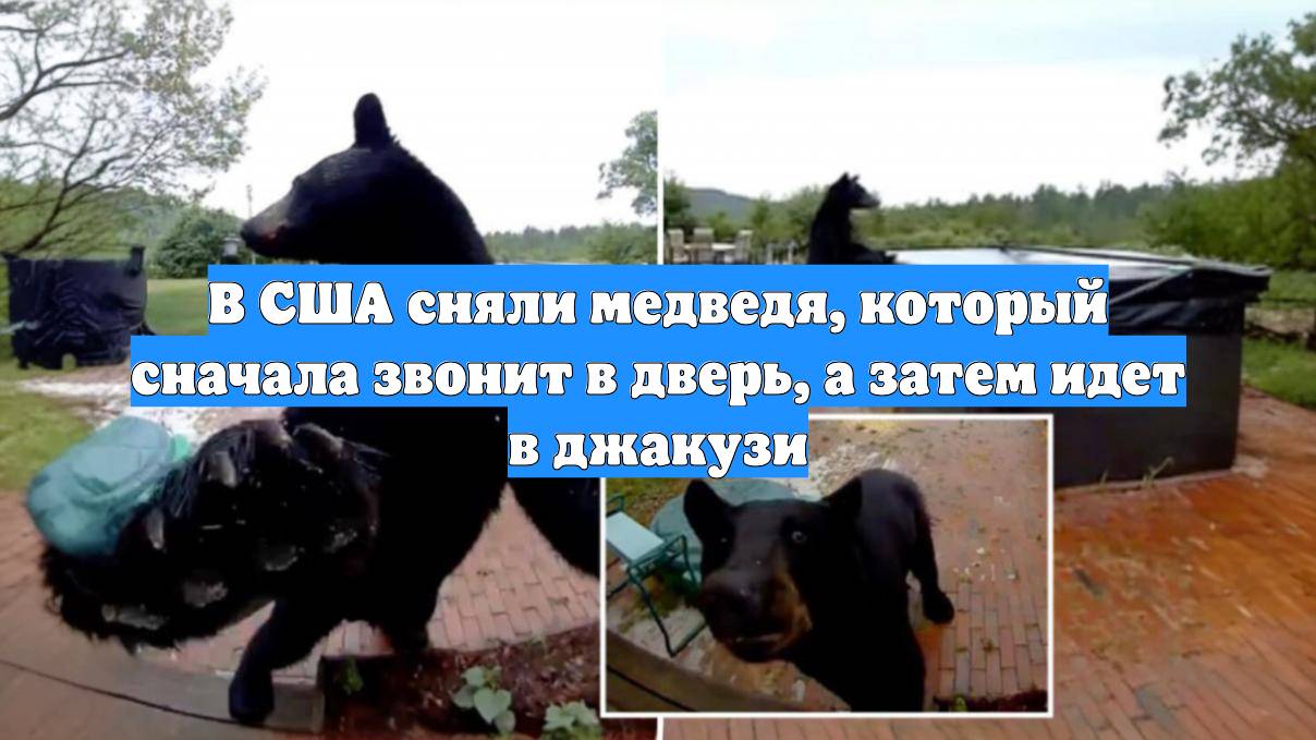 В США сняли медведя, который сначала звонит в дверь, а затем идет в джакузи