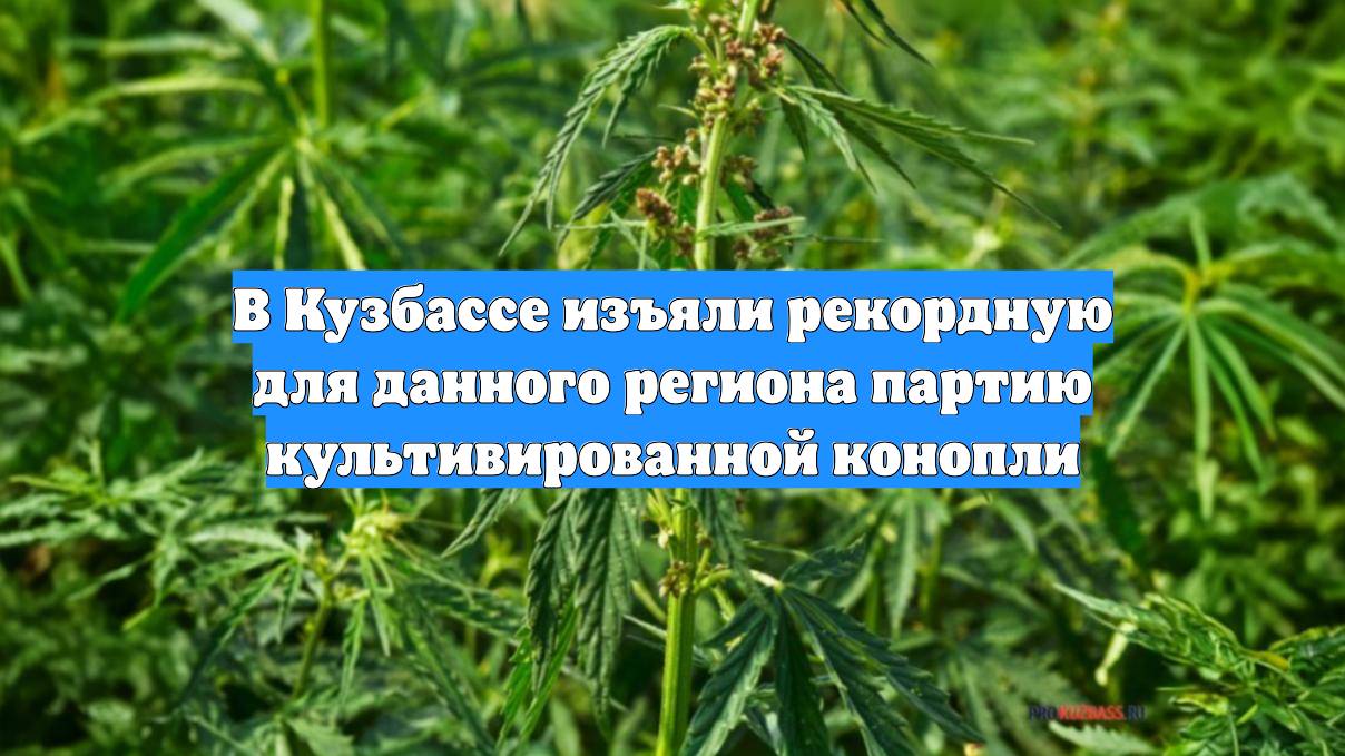 В Кузбассе изъяли рекордную для данного региона партию культивированной конопли