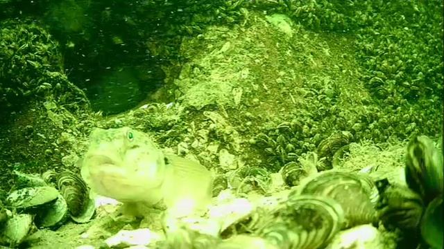 1000046524.mp4Волга гл.5м.16.07.2025г.