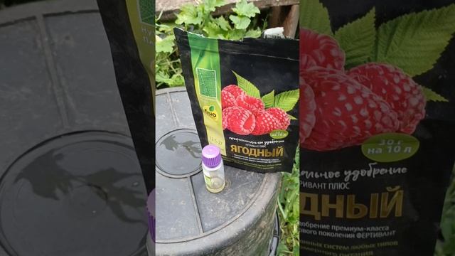 Уход за ягодами после сбора урожая