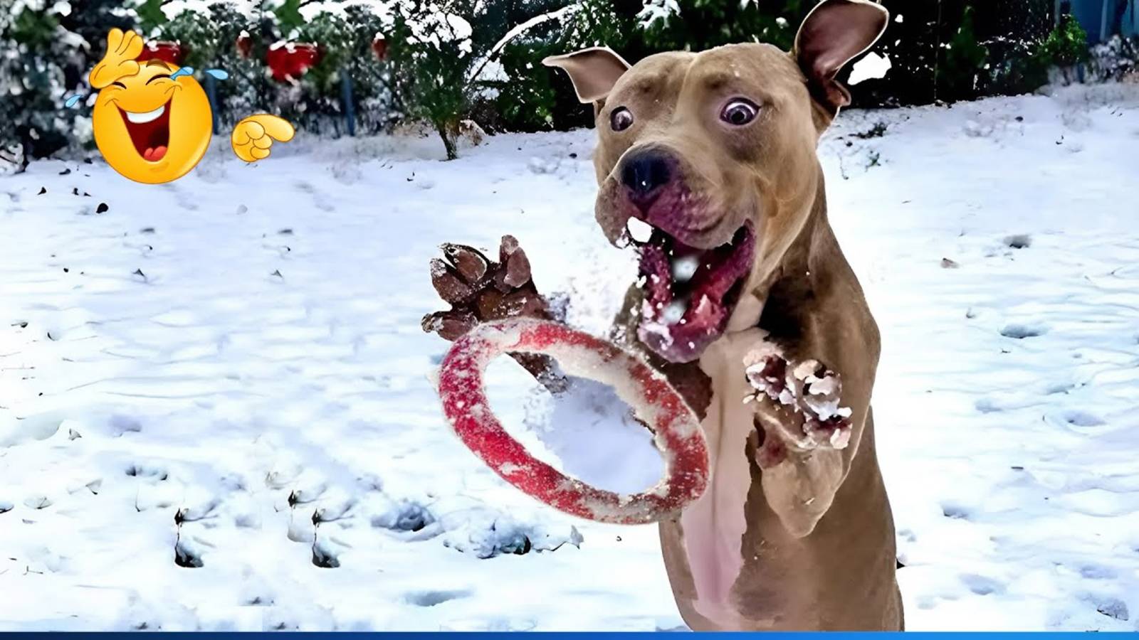 Подборка самых смешных видео с животными 😹🐶 Подборка самых смешных моментов с кошками и собаками