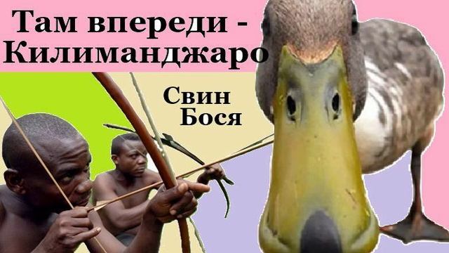 Свин Бося . Там впереди - Килиманджаро...