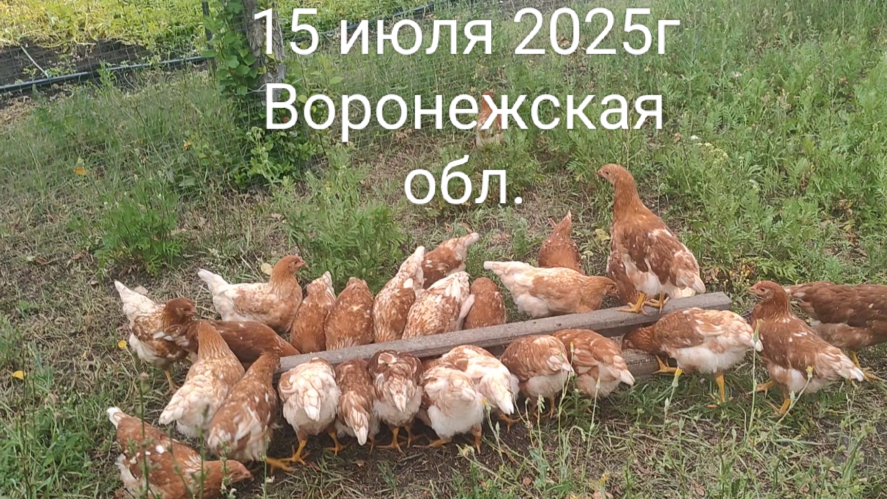 Нашим цыплятам 2,5 месяца🐤Огород🥒🍅Связала 33 мотива крючком для шторки-занавески!