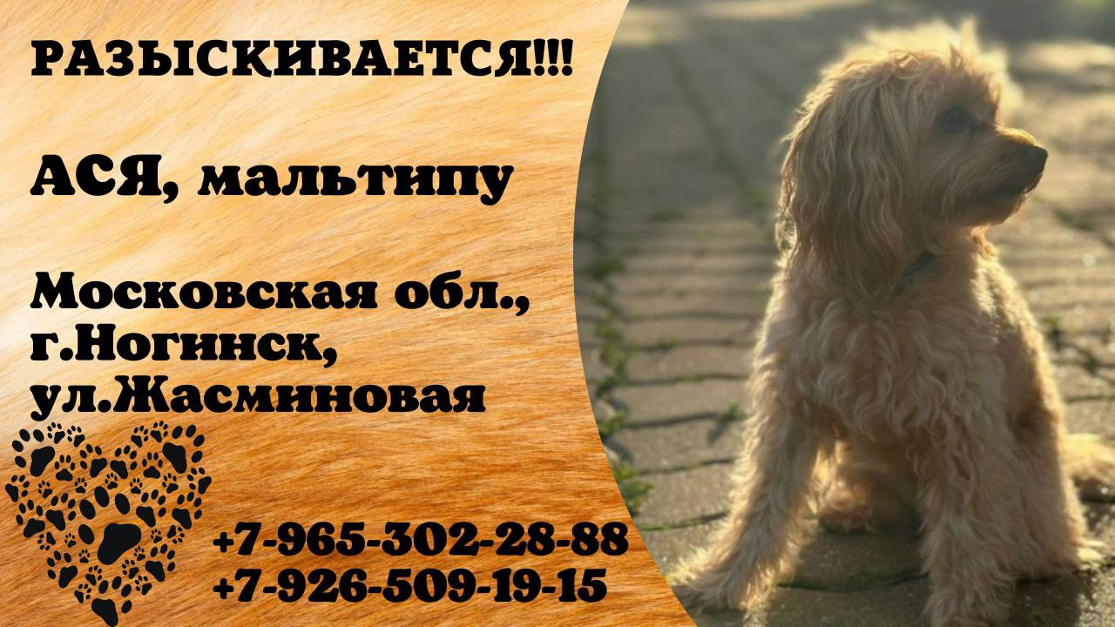 Пропала собака! АСЯ. Мальтипу. Московская обл,  г. Ногинск
