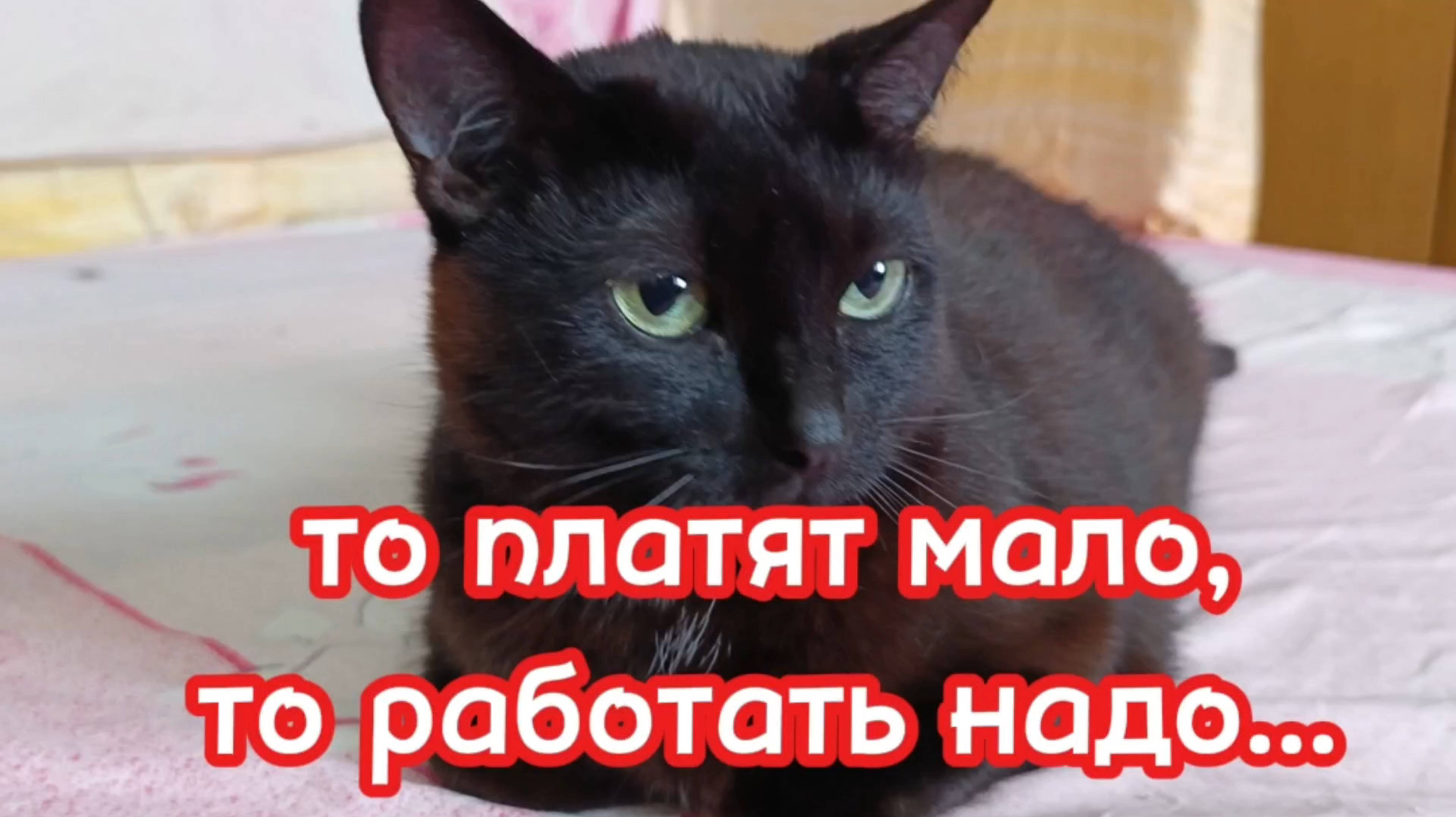 То платят мало, то работать надо...