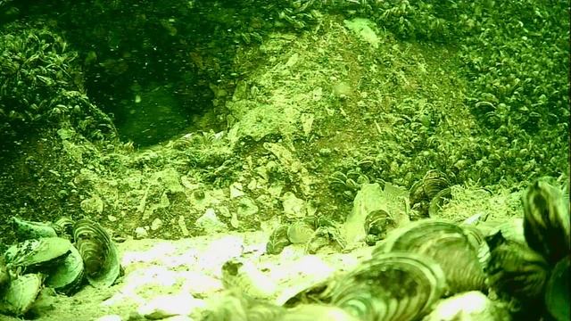 1000046525.mp4Волга гл.5м.16.07.2025г.