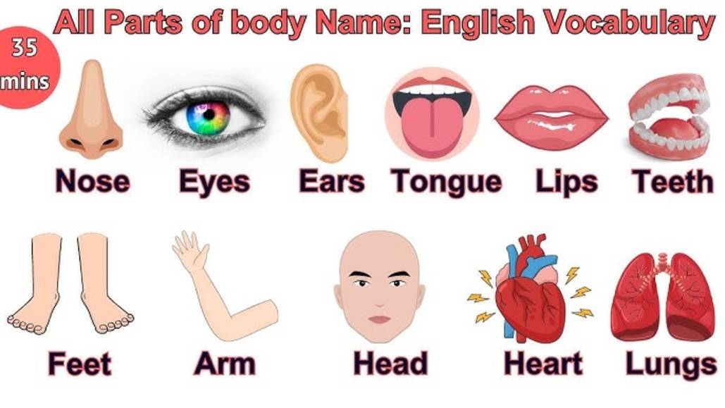 LESSON PARTS OF BODY