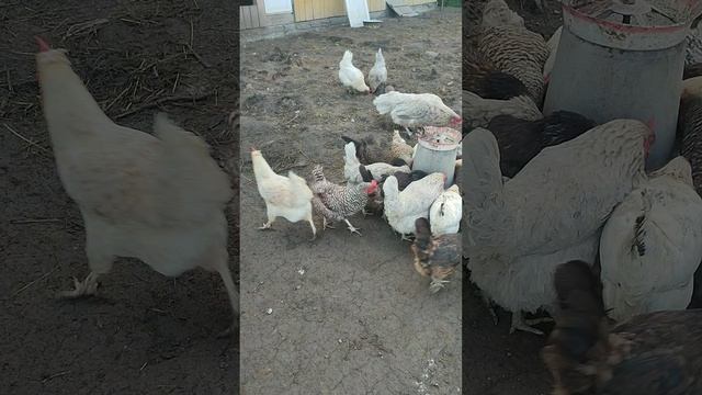 Доброе утро вместе с Лапой, Фоксом 🐱 курами 🐔🐓 гусями🪿