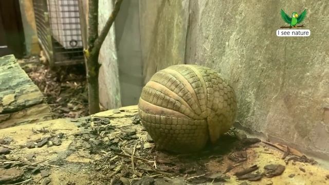 Съедобны ли броненосцы?