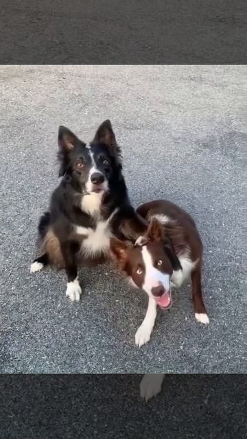 Способные собачки 🐶🤩❤️👏