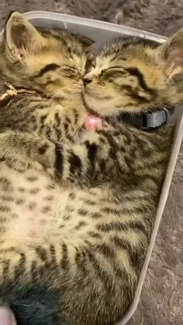 kittens sleep in a container