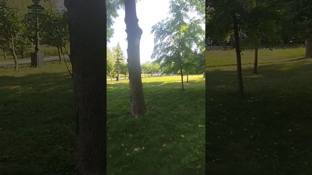 Белки в парке Щербакова сегодня, Донецк, ДНР