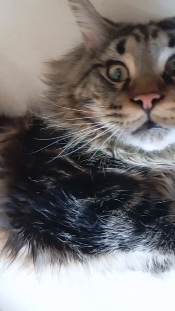 АРЧИБАЛЬД НА ПРОВЕТРИВАНИИ 😻💖💞
#КОТ#МЕЙНКУНКОТЕНОК#