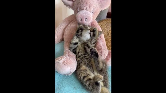 Спокойной ночи.