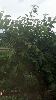 КУСТ ЧЕРЕШНИ