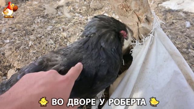 Содержание кур в домашних условиях и других птиц во дворе у Роберта 🐣🐤🦆🐔🪿🦃 (59)