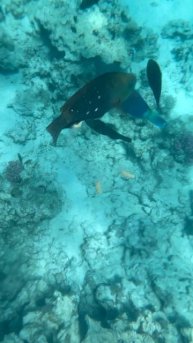 Подводный мир. Египет