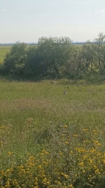 Даурские журавли, Амурская область.