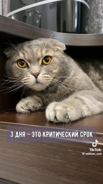 Не бросайте надолго кошек