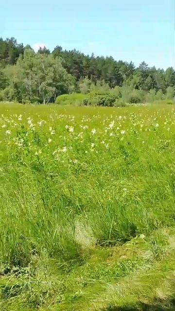 Луг в солнечный день