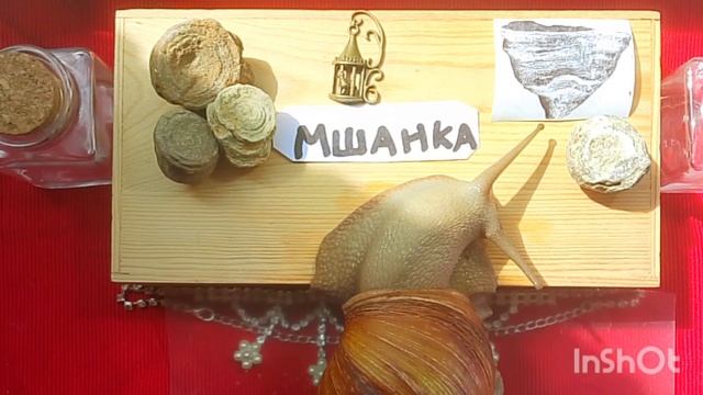Палеонтологический музей улитяшек