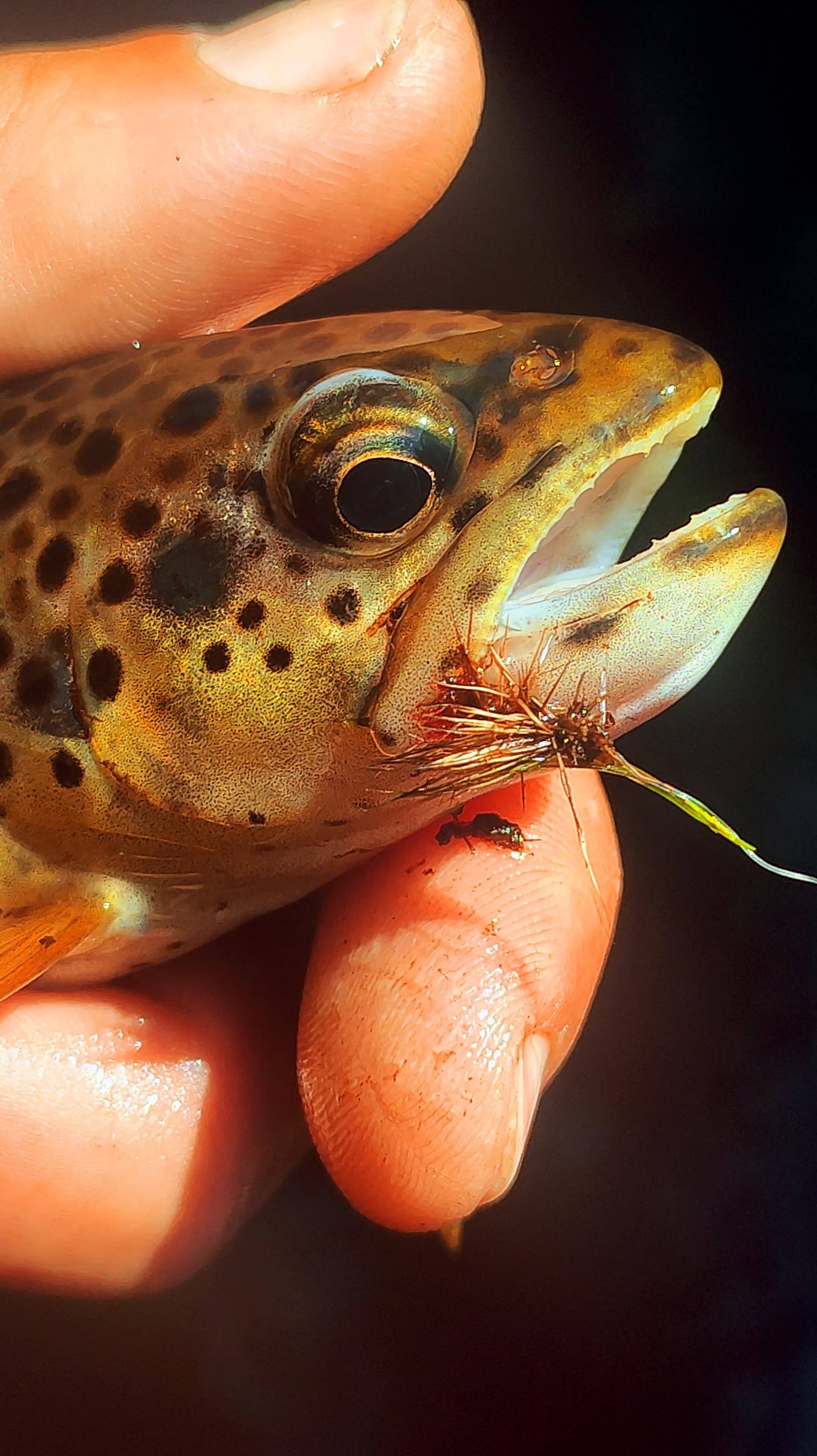 #рыбалка  #нахлыст #flyfishing | Ручьевая форель на сухую мушку 2 |