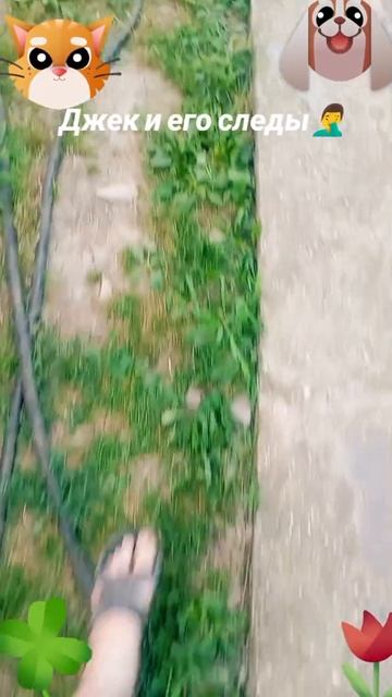 Джек и его следы