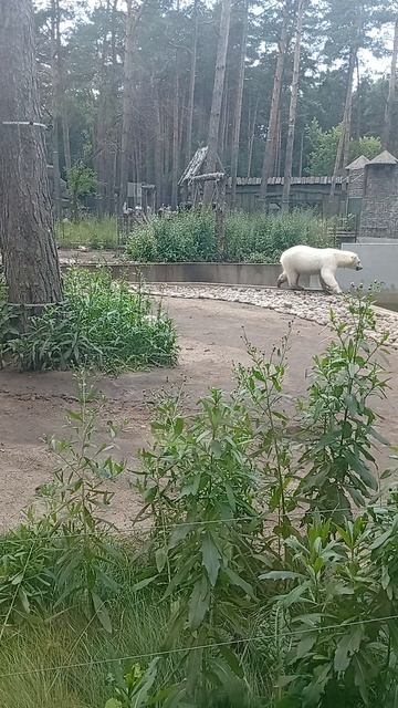 Белые михайлы