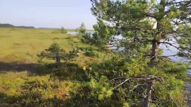 Разведка на болоте 2