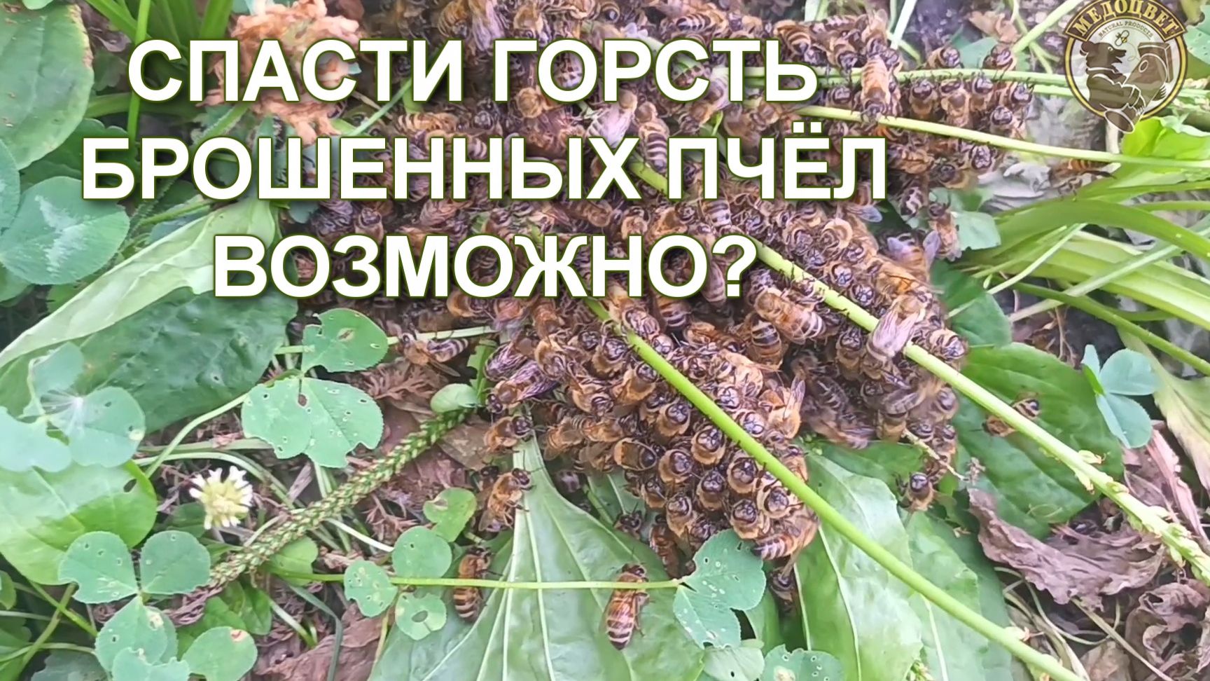 СПАСТИ ГОРСТКУ ПЧЁЛ НЕВЕРОЯТНО.mp4