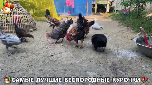 Цыплята и Курочки селяночки лучшие беспородные несушки 🥚 (195)