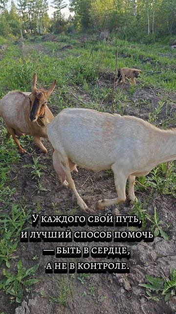 Будни женщины с хозяйством и характером