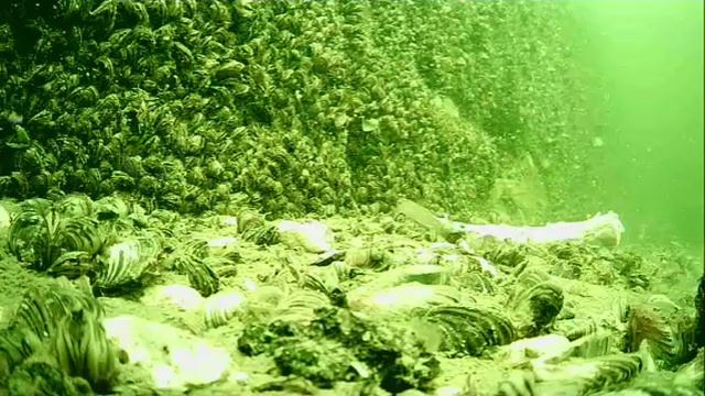1000046595.mp4Волга гл.5м.17.07.2025г