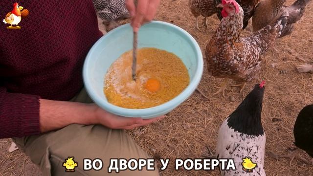 Содержание кур в домашних условиях и других птиц во дворе у Роберта 🐣🐤🦆🐔🪿🦃 (58)