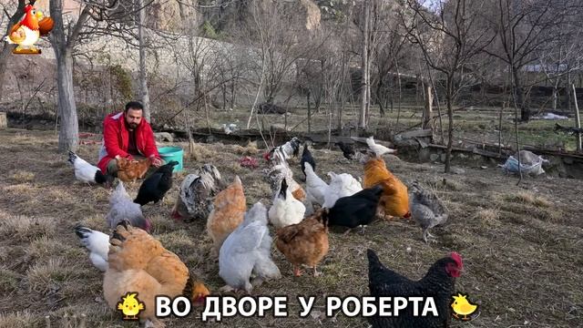 Содержание кур в домашних условиях и других птиц во дворе у Роберта 🐣🐤🦆🐔🪿🦃 (60)
