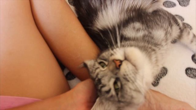 Урчунья Яра🥰
Мейн Кун