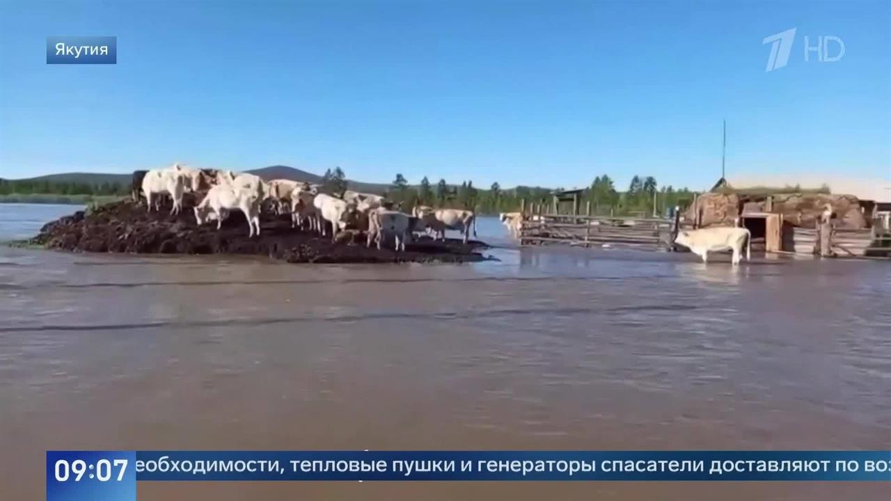 Стадо коров забралось на холм из-за паводка в Якутии