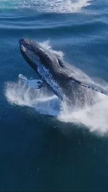 VID_20250717_185833_196.mp4