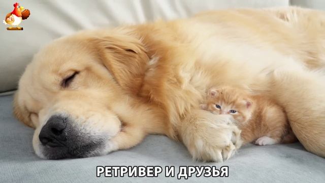 Золотистый ретривер и его друзья милые питомцы 🐕 выпуск (192)